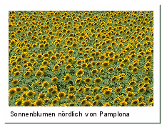 Sonnenblumen bei Pamplona
