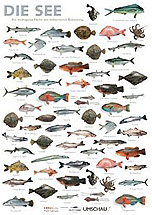 Plakat Meeresfische: Die 80 wichtigsten Fische
